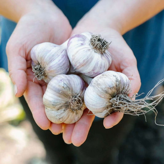 Organic fresh local garlic, hand picked large garlic seed