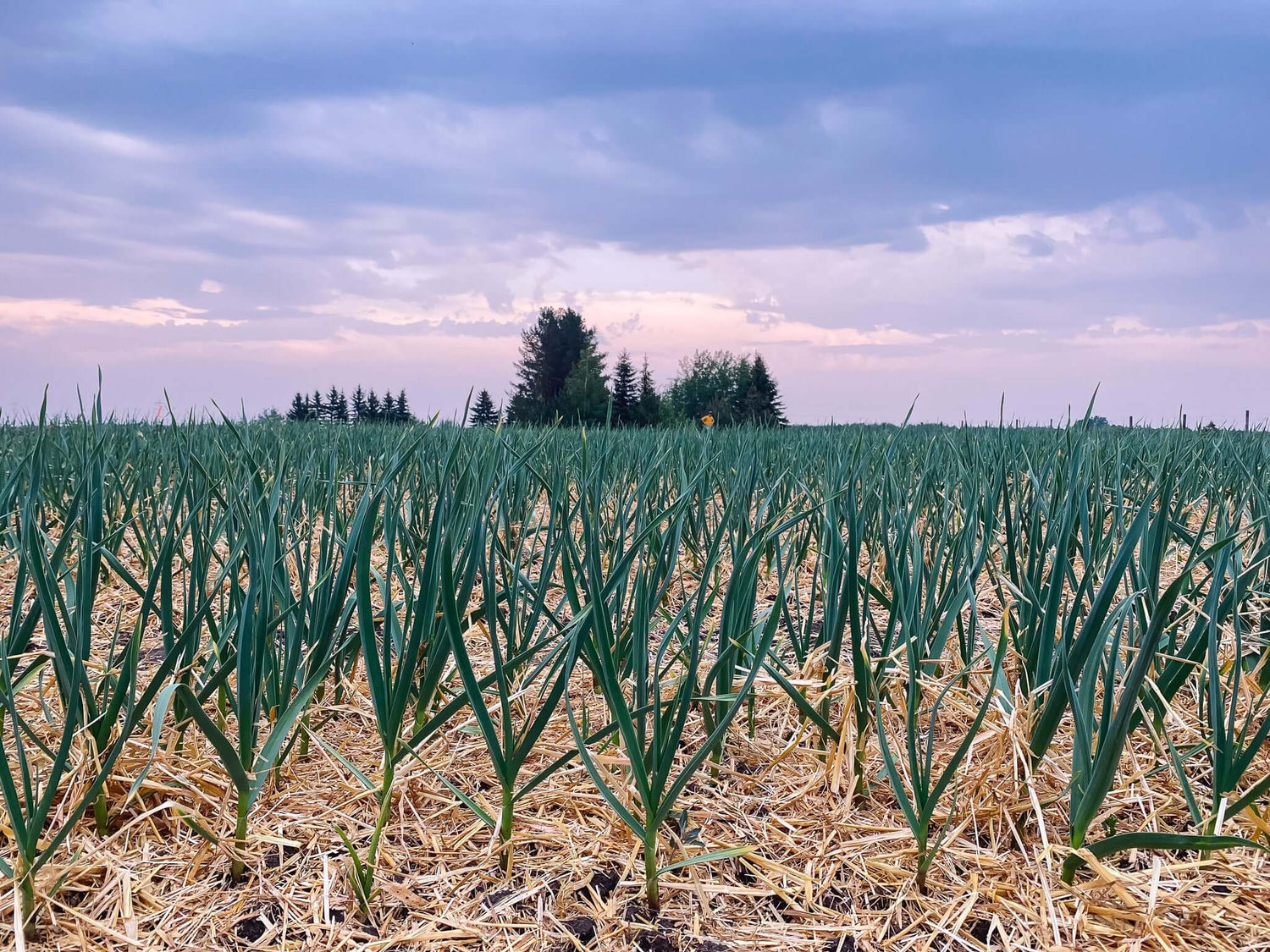 Prairie Garlic Farms fields of young garlic with a nice sunset