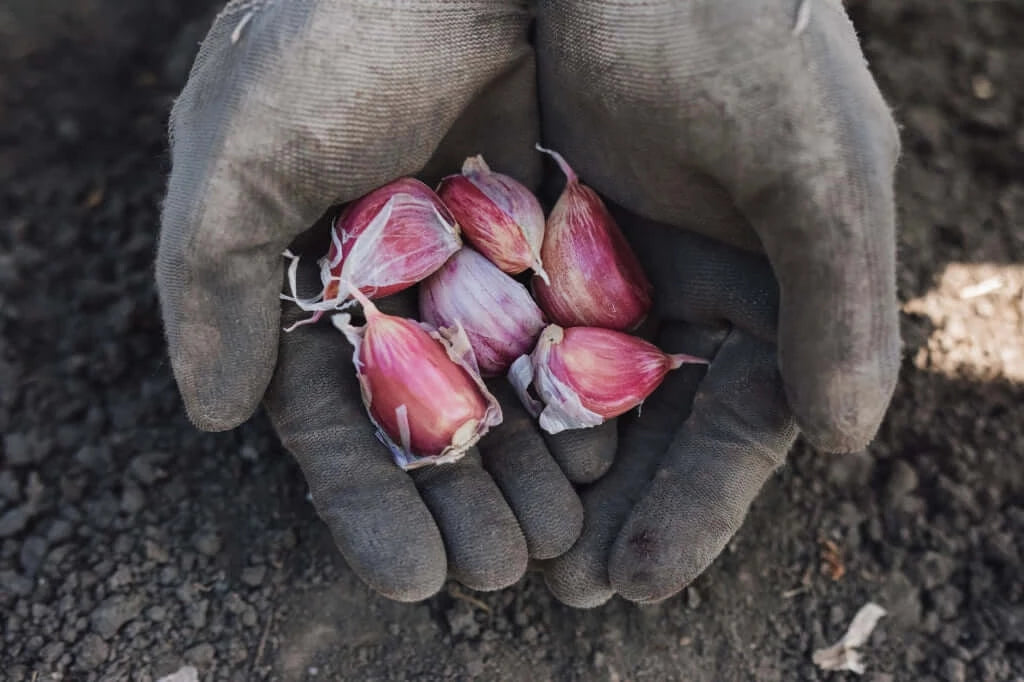 fresh organic garlic seed ready to be planted 