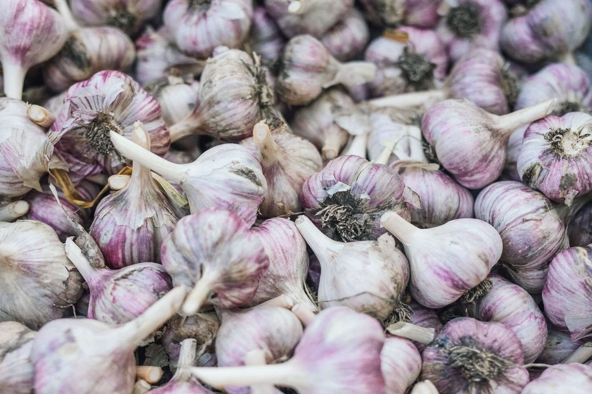 large amounts of fresh organic garlic, trimmed garlic for sale